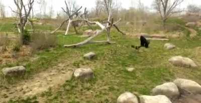 ? Silverback is terrified of geese