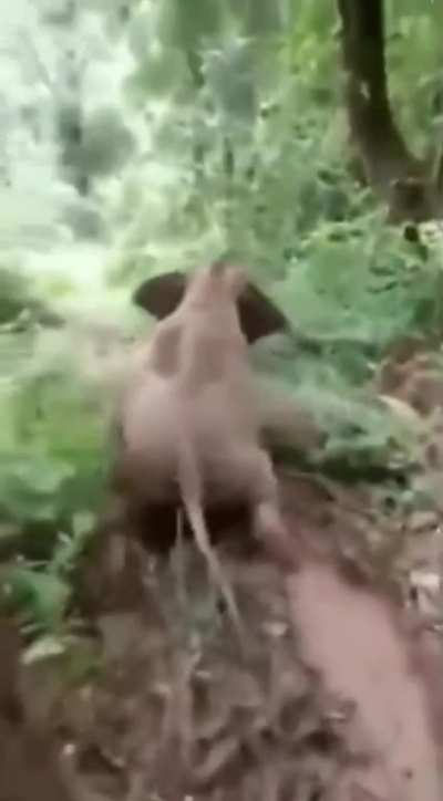 ? Young elephant goes into four-wheel drive and fully sends it down the hill