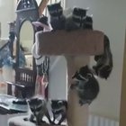 Baby racoons