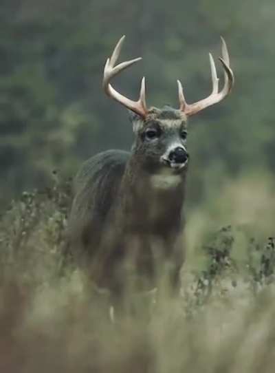 ? Deer shaking off the rain ?