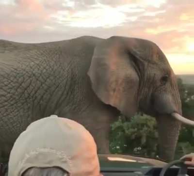? A gorgeous, bull elephant passing by a group of wildlife photographers ?