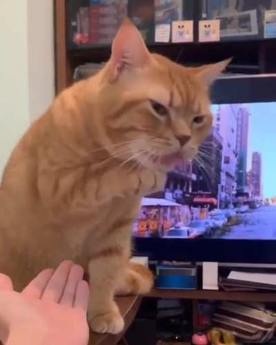 Catculated insult