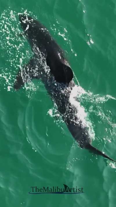? Great White Shark munching on Kelp.