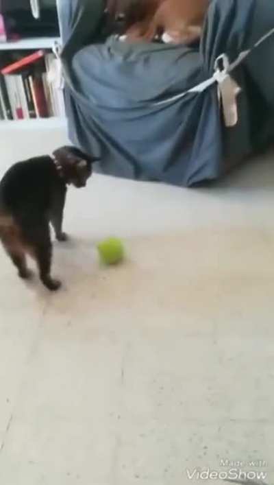 Meow irl