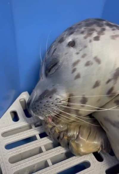When the seal is caught