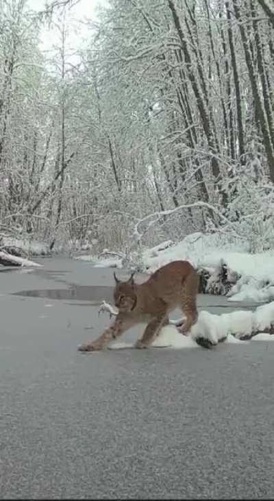 ? Bobcat ventures onto thin ice, hears cracking, and decides to jump across instead