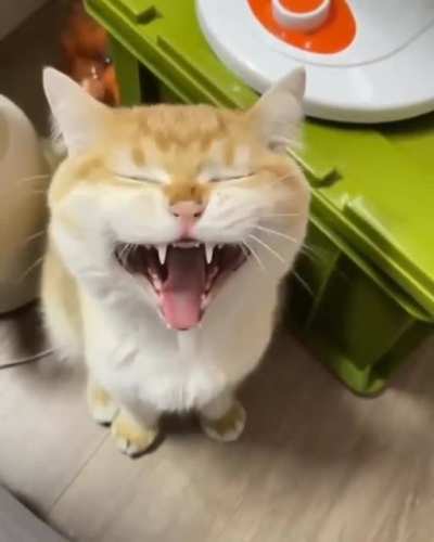 Awwww???