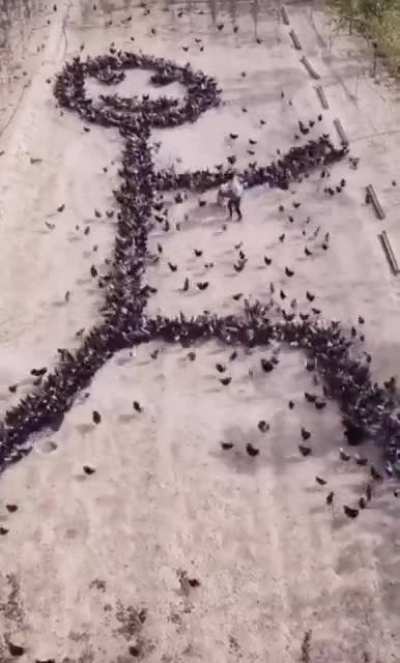 A stick figure formed by chickens