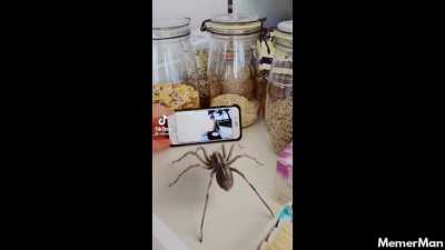 This doesn’t belong here but you just got spiderd