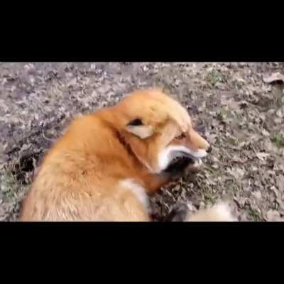 Don't stop it hooman