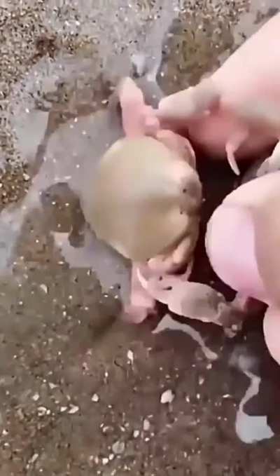 ? Crabs embrace for protecting each other..