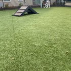 He refuses to put his leash on when we’re at the dog park.