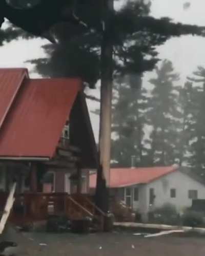 ? Tree gets obliterated by lightning