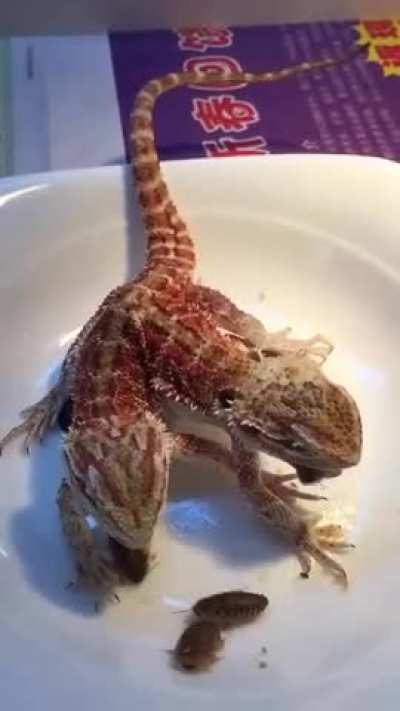 ? Two headed dragon