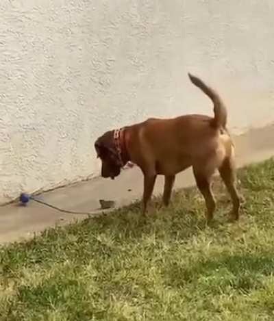 Good boy tries to befriend a baby gopher
