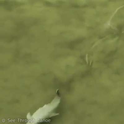 ? Dolphin perfecting it’s hunting technique