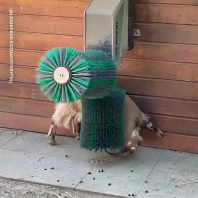 The goat scratcher