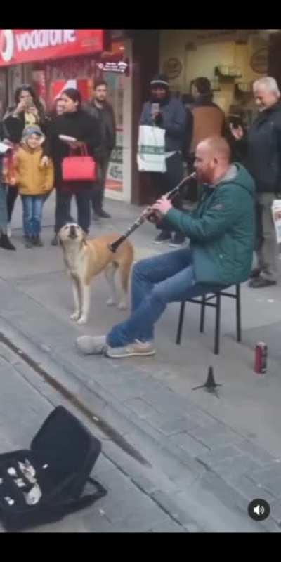 Deppressed doggo accompanies street artist
