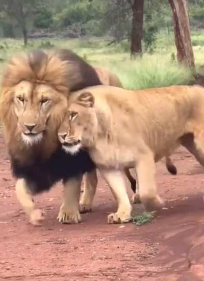 She got herself a the most handsome lion in the Jungle! ??