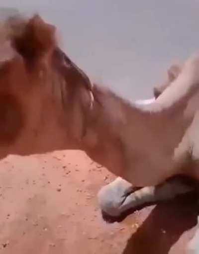 Fainted dromedary in the middle of the Algerian sahara desert, heat almost 60c° (140 f°)