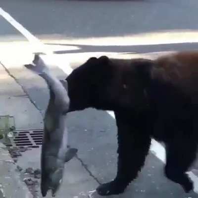 ? Black bear mama caught dinner for her baby