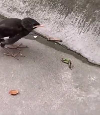Strike fear into the enemy!