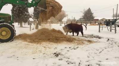 Fluffing up the new winter bedding