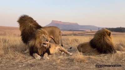 These three lion brothers act like they don't have enough space to lie down! ??