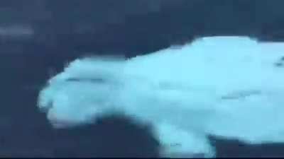 ? Beluga playing fetch with humans