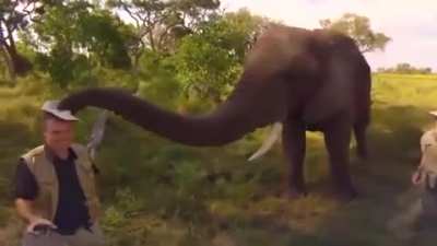 ? An elephant playfully stealing and then returning a wildlife photographer's hat