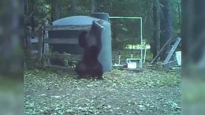 ? the pain of men ( poor bear ?