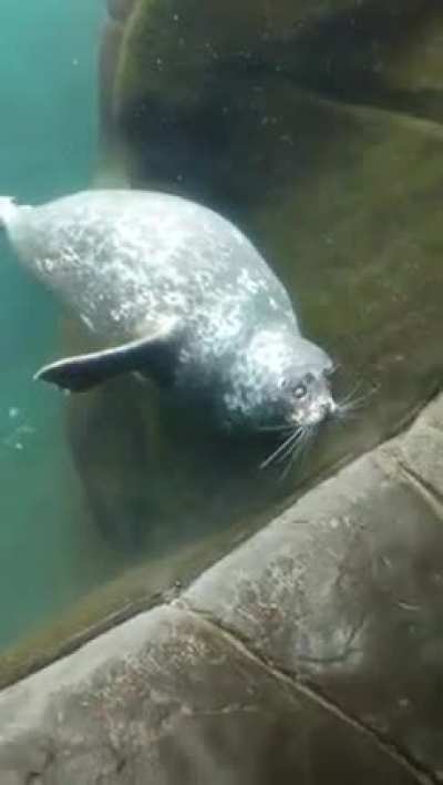 Seal!!