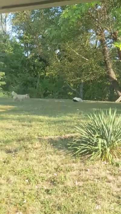 ? This wild skunk befriended a playful dog ?