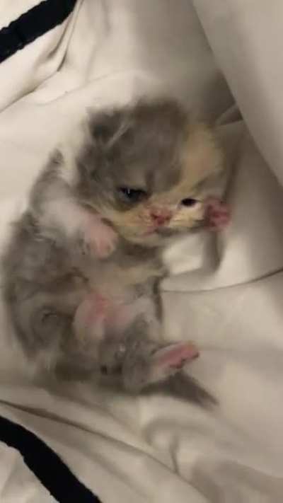 Was told to hand over this sleepy smush faced criminal here ?