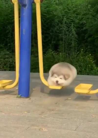 Derpy doggo