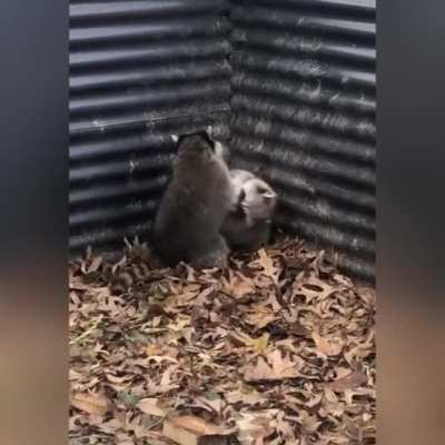 Two raccoons playing