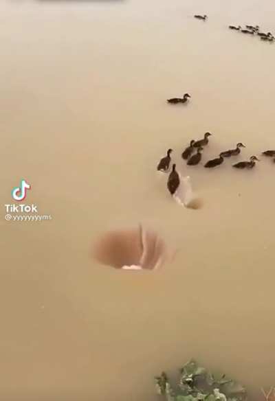 It's A Monday Duck...