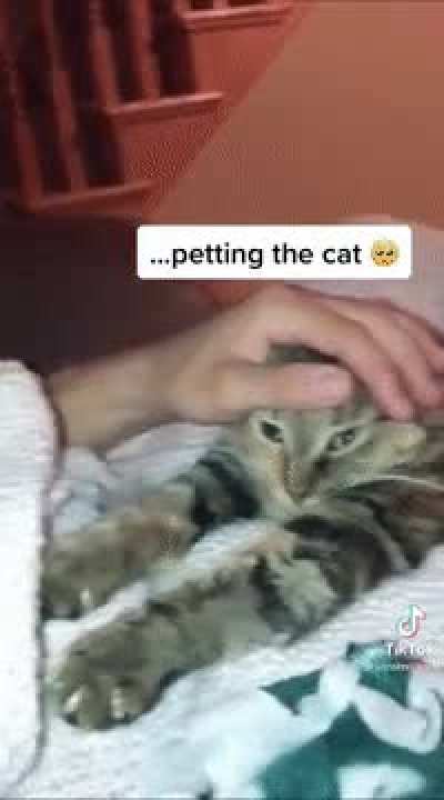He fell asleep... petting the cat