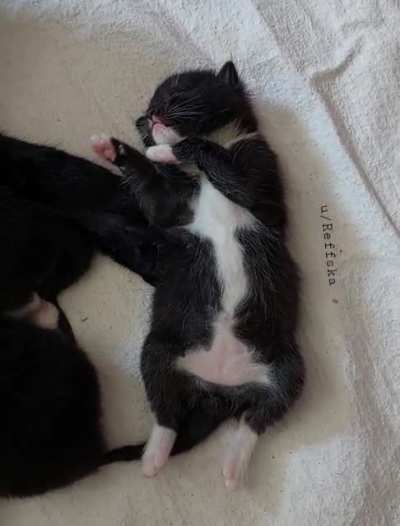 Fluff dreams of his future victims ?