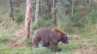 ? this absolute unit prepared himself quite well for hibernation, weighing an estimated 1,400lbs (635kg) ?