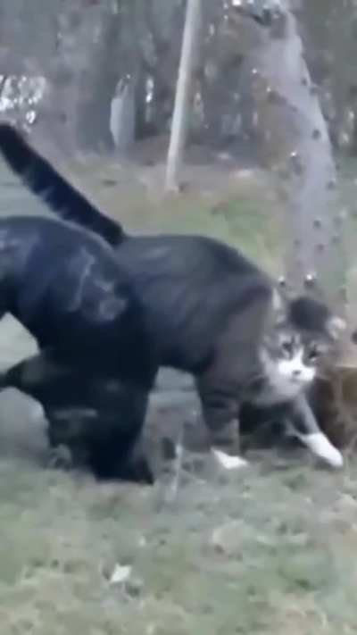 Is this cat a follower of The Fiend WWE, that was a Sister Abigail