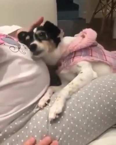 Dog wants to listen to the unborn baby's heartbeat