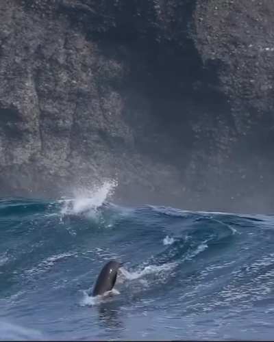 ? Sea lions riding the wave