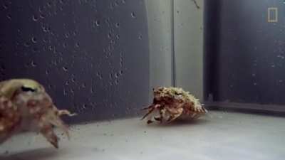 ? This hermit cr— errr I mean, cuttlefish.