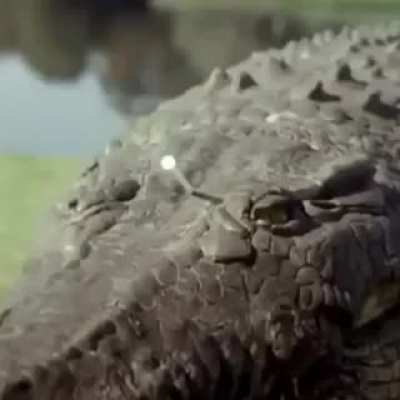 Tranquilizing a croc