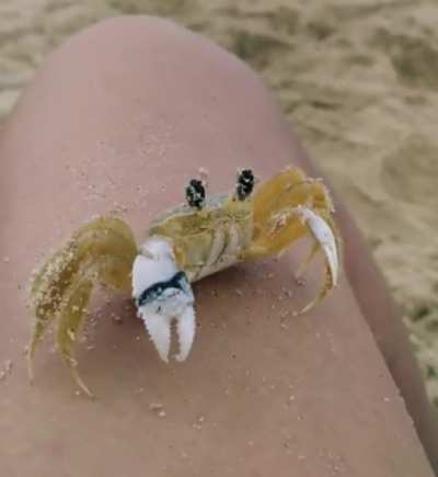 ? This Atlantic ghost crab (Ocypode quadrata) wiping its eyes