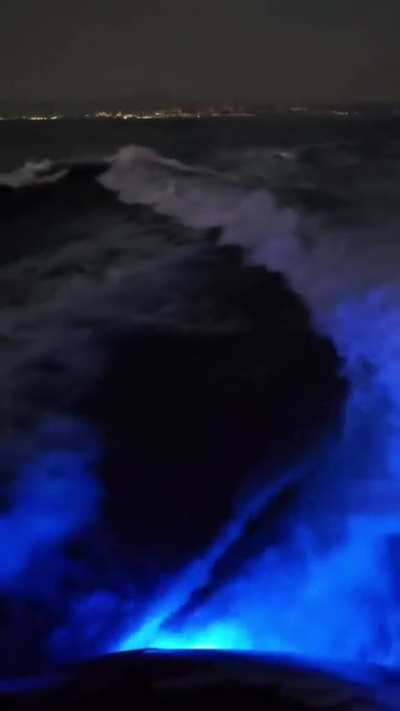 ? A pod of orcas leaping in a boat wake in the dead of night