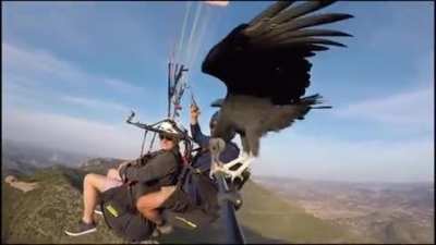Vulture hitches ride on selfie stick!