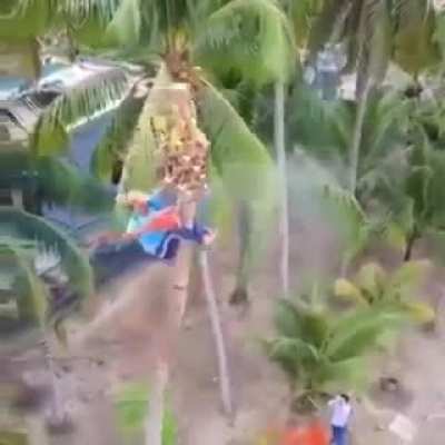 Best way to cut down a coconut tree.