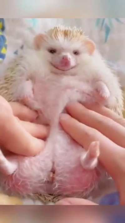 Swset hedgehog ?
